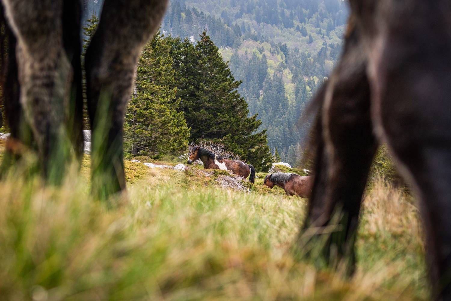 Фотография #13050175