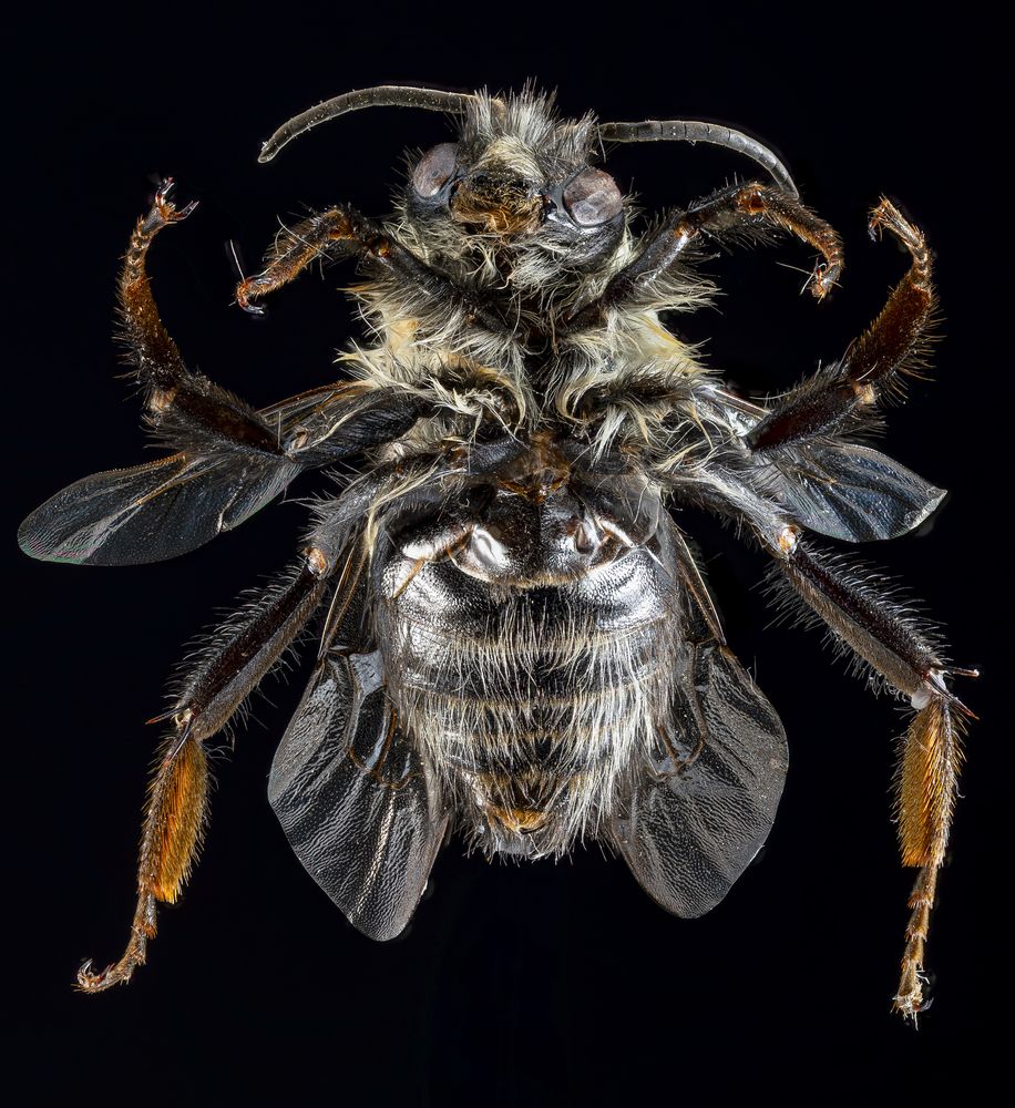 Bumblebee King