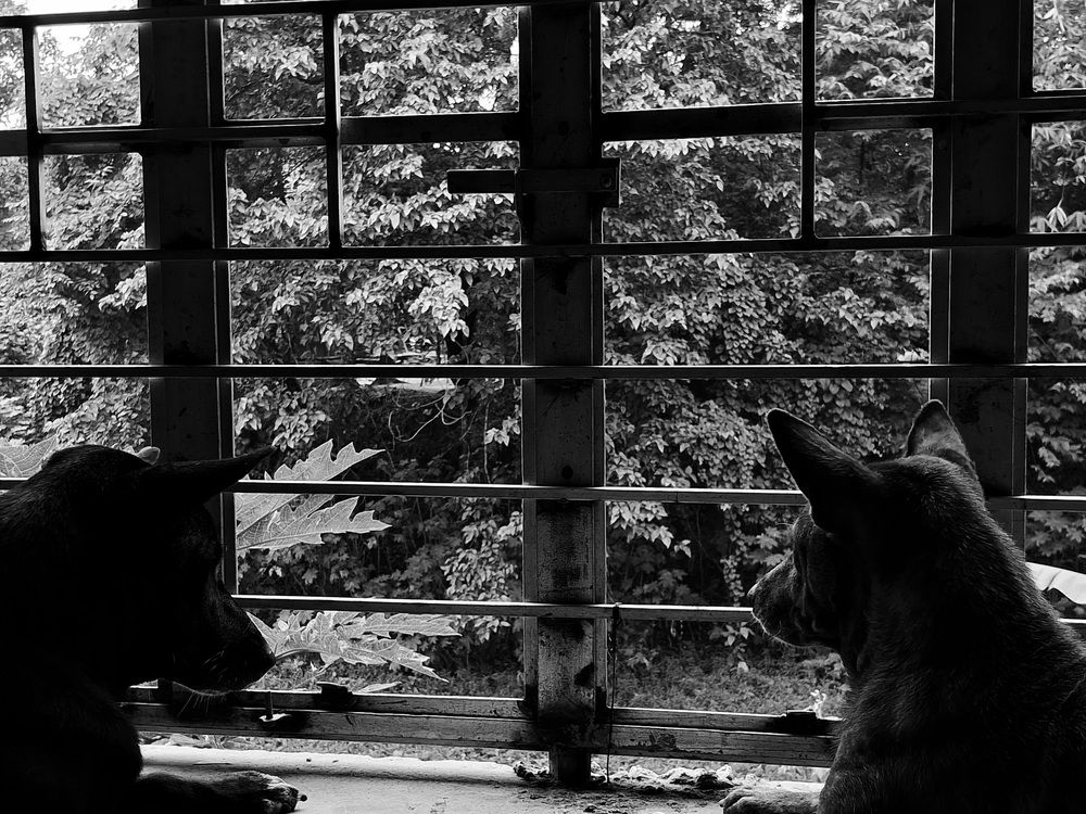 Photo #13050457