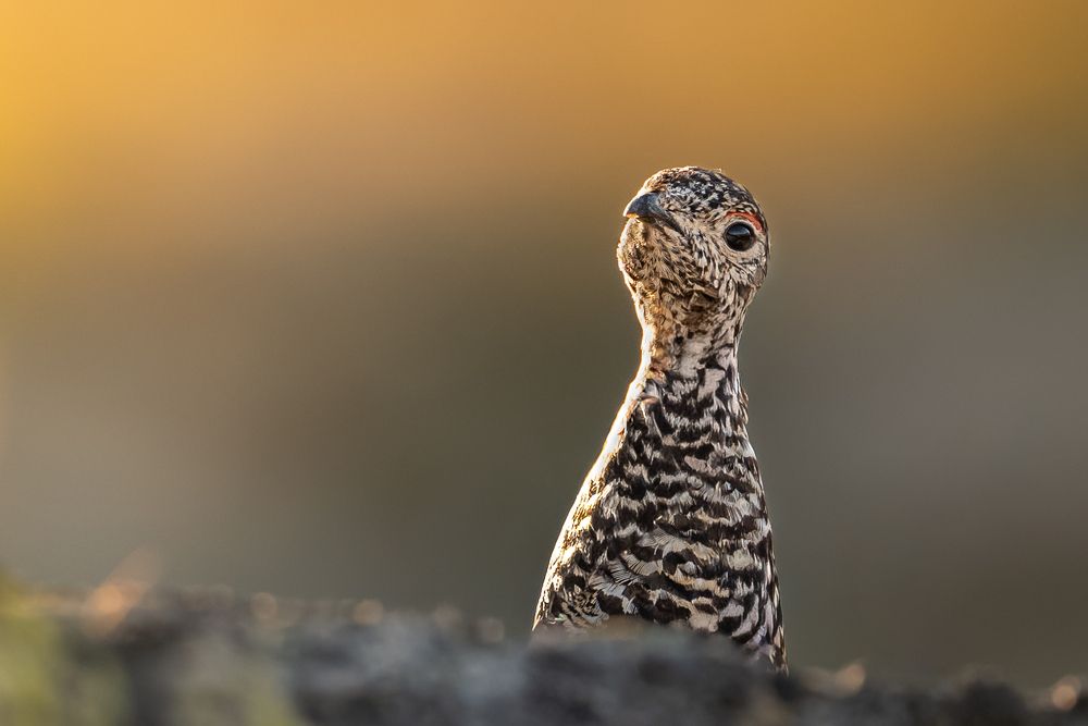 Photograph by Fabio Müller