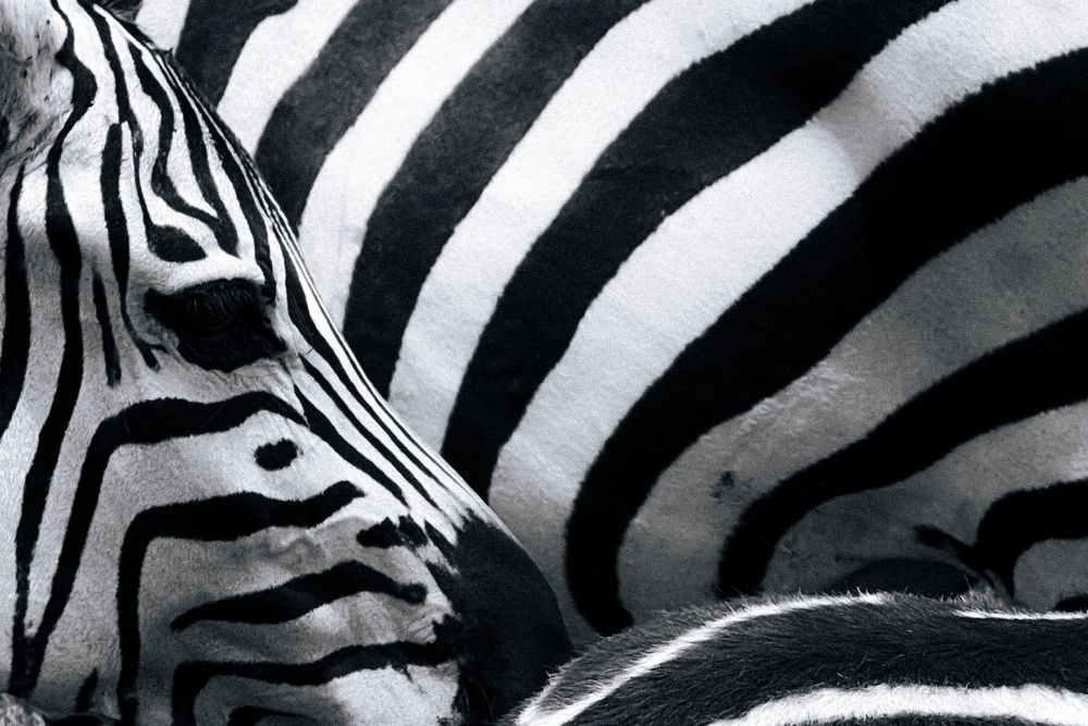 Photograph by Marina Zvada