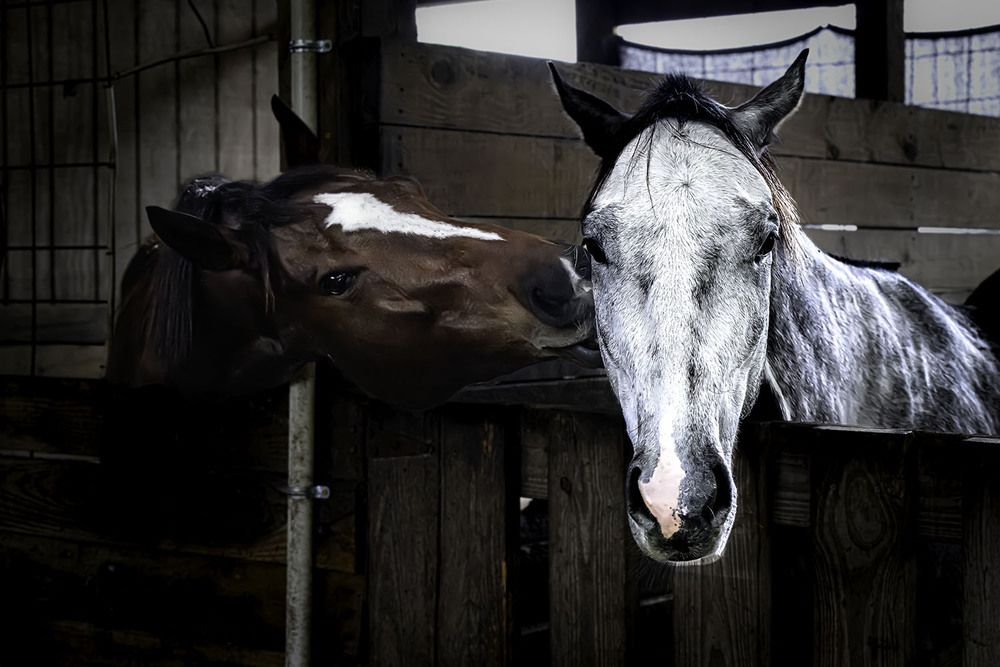Horses