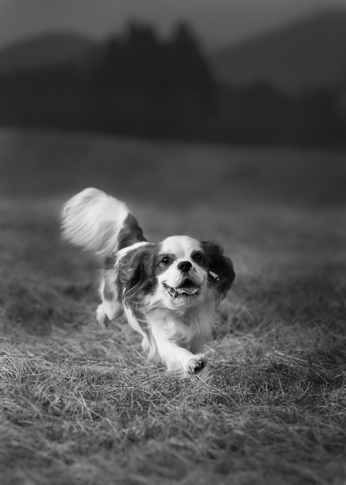 Photograph by Kaisyakuji Yushi