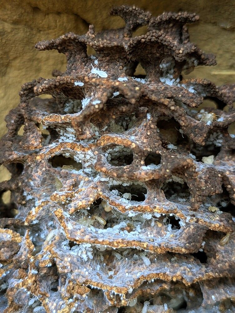Termite life