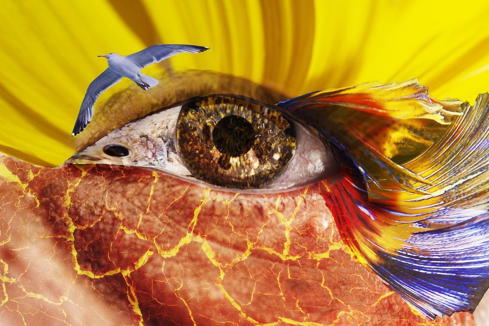 Photograph by Susie Castellano