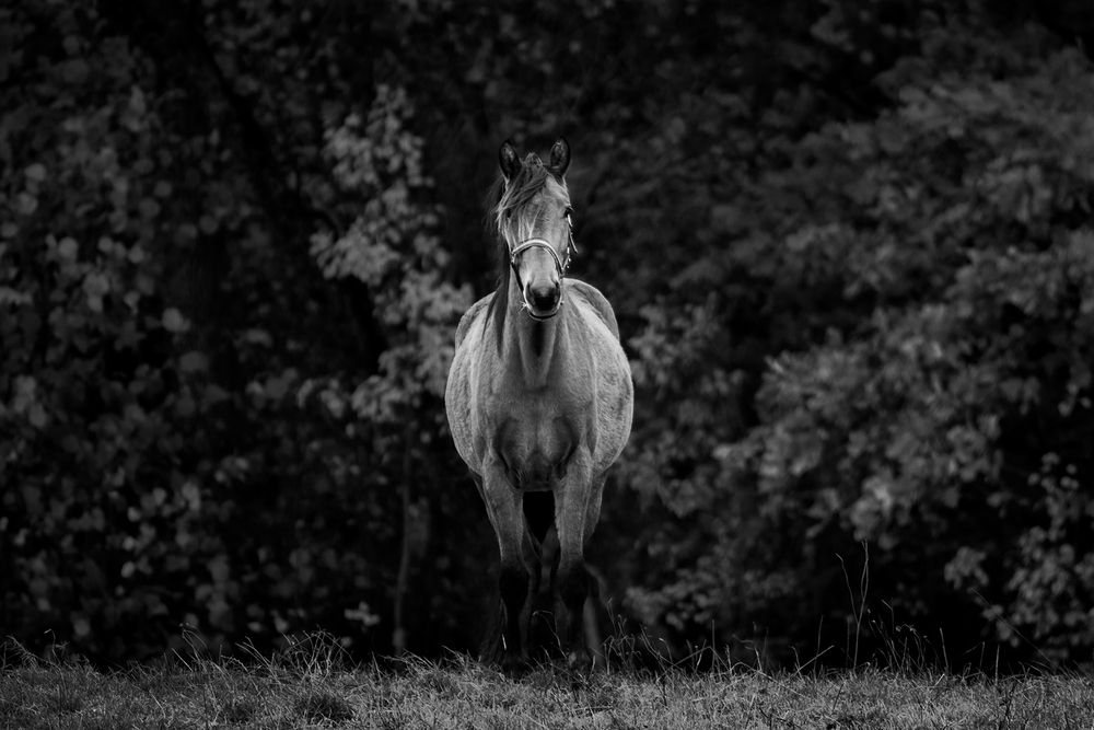 Фотография #13051687