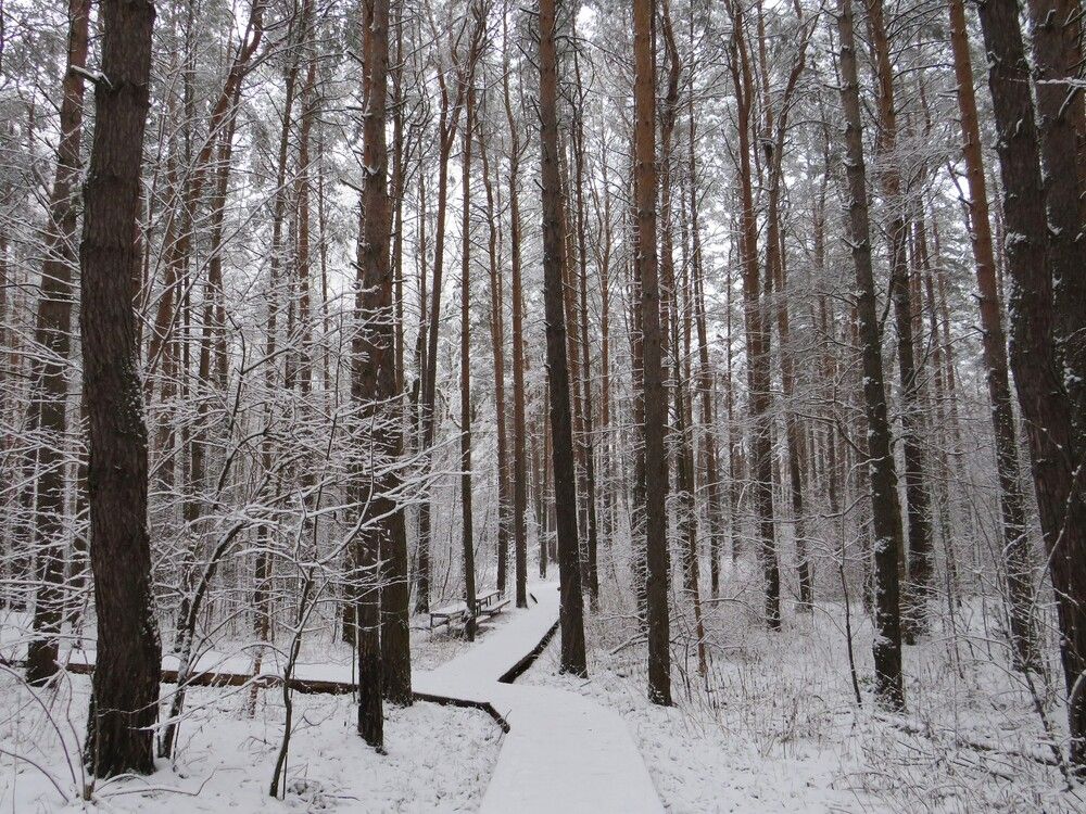 В городском парке