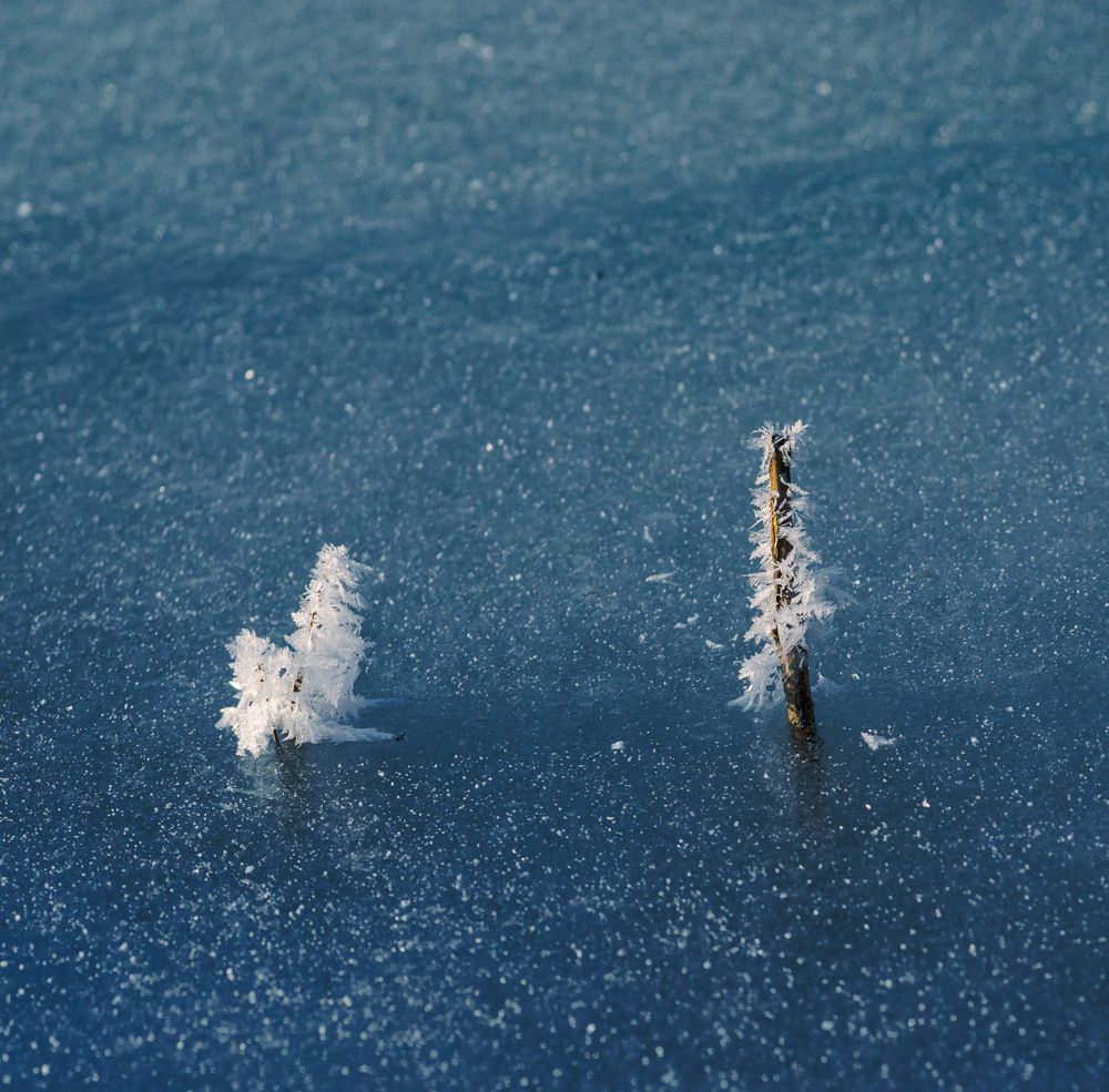 Photograph by Mark Devender