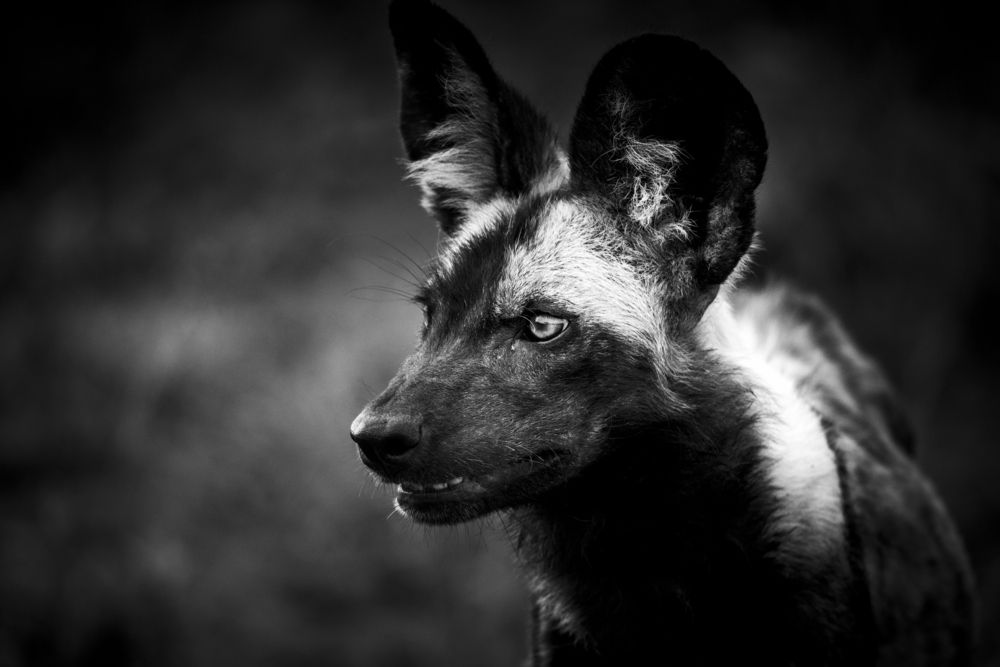 African Wild Dogs of Madikwe