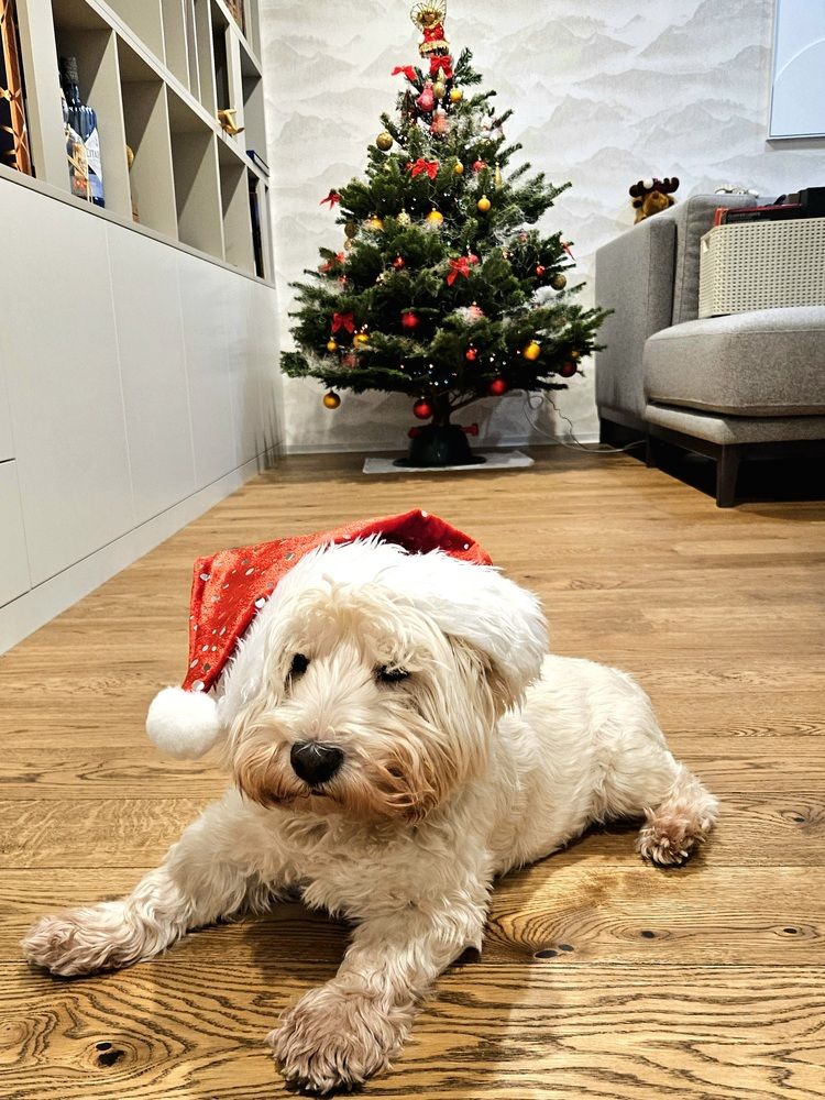 Фотография автора Elena Polonetskaya