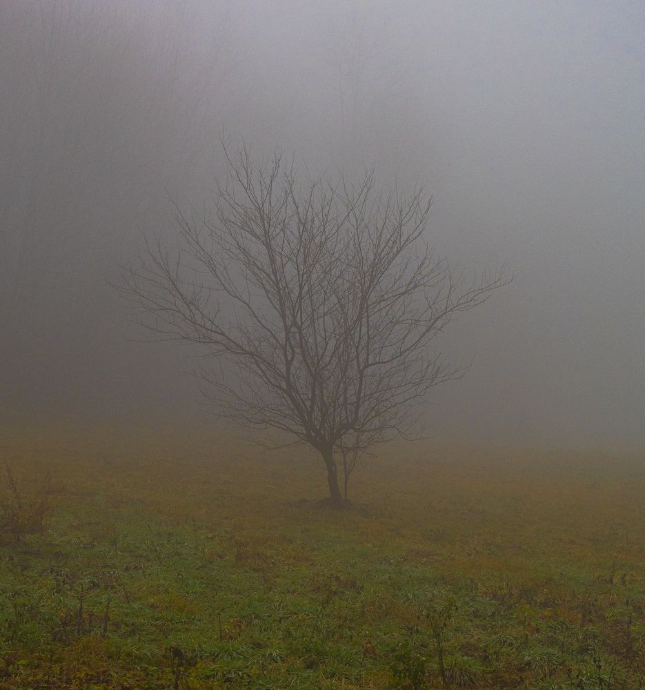 Photograph by Ekaterina Narozhnova