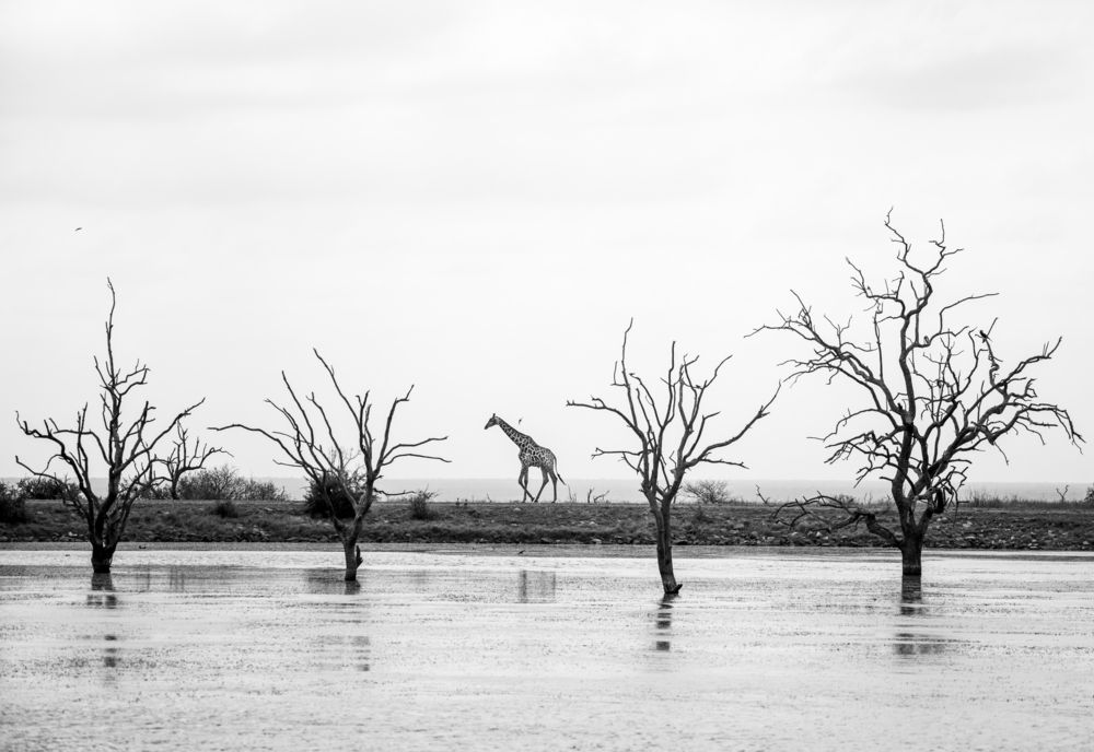 Giraffe, Madikwe