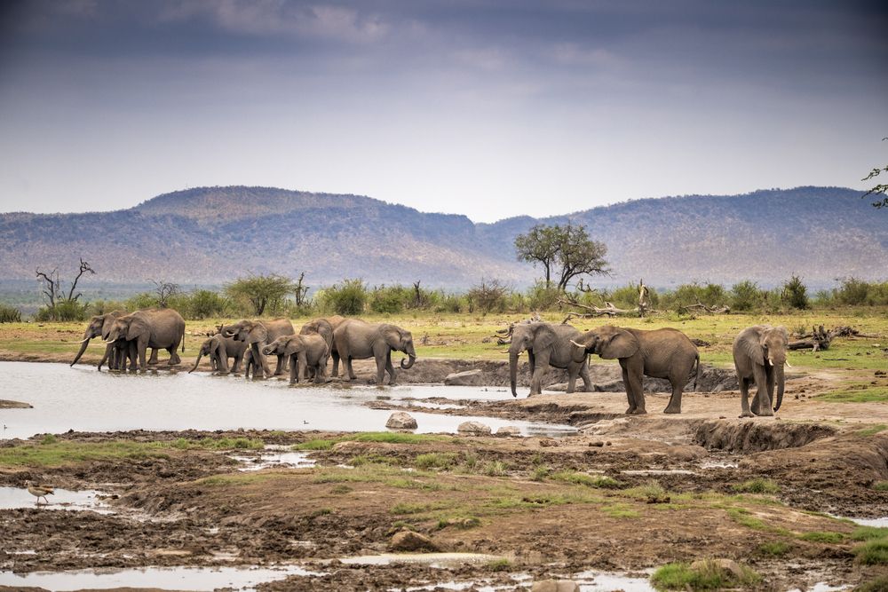 Elephants of Madikwe