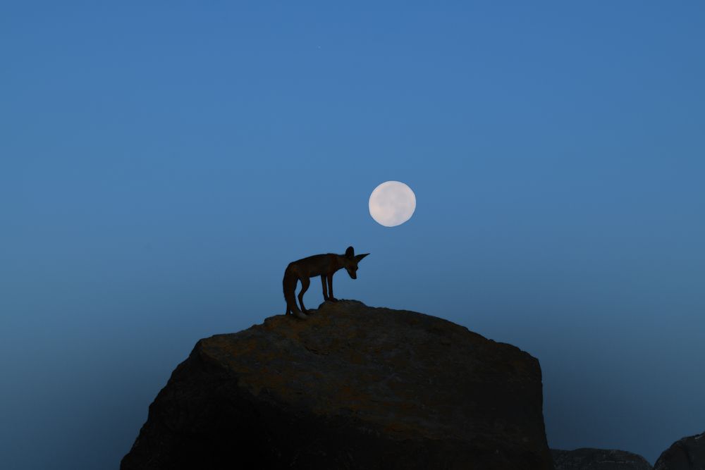 Photograph by Biju Augustine