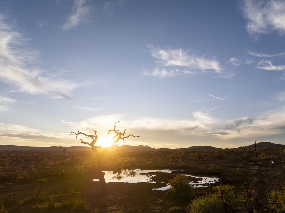 Madikwe Leadwood