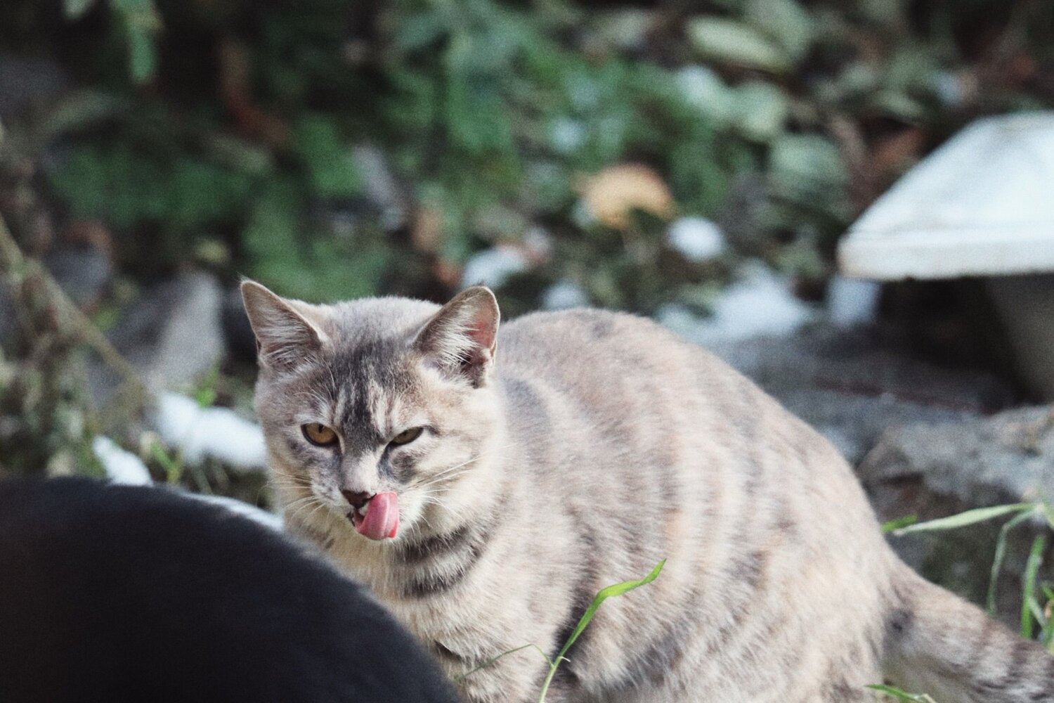 Photo #13052118