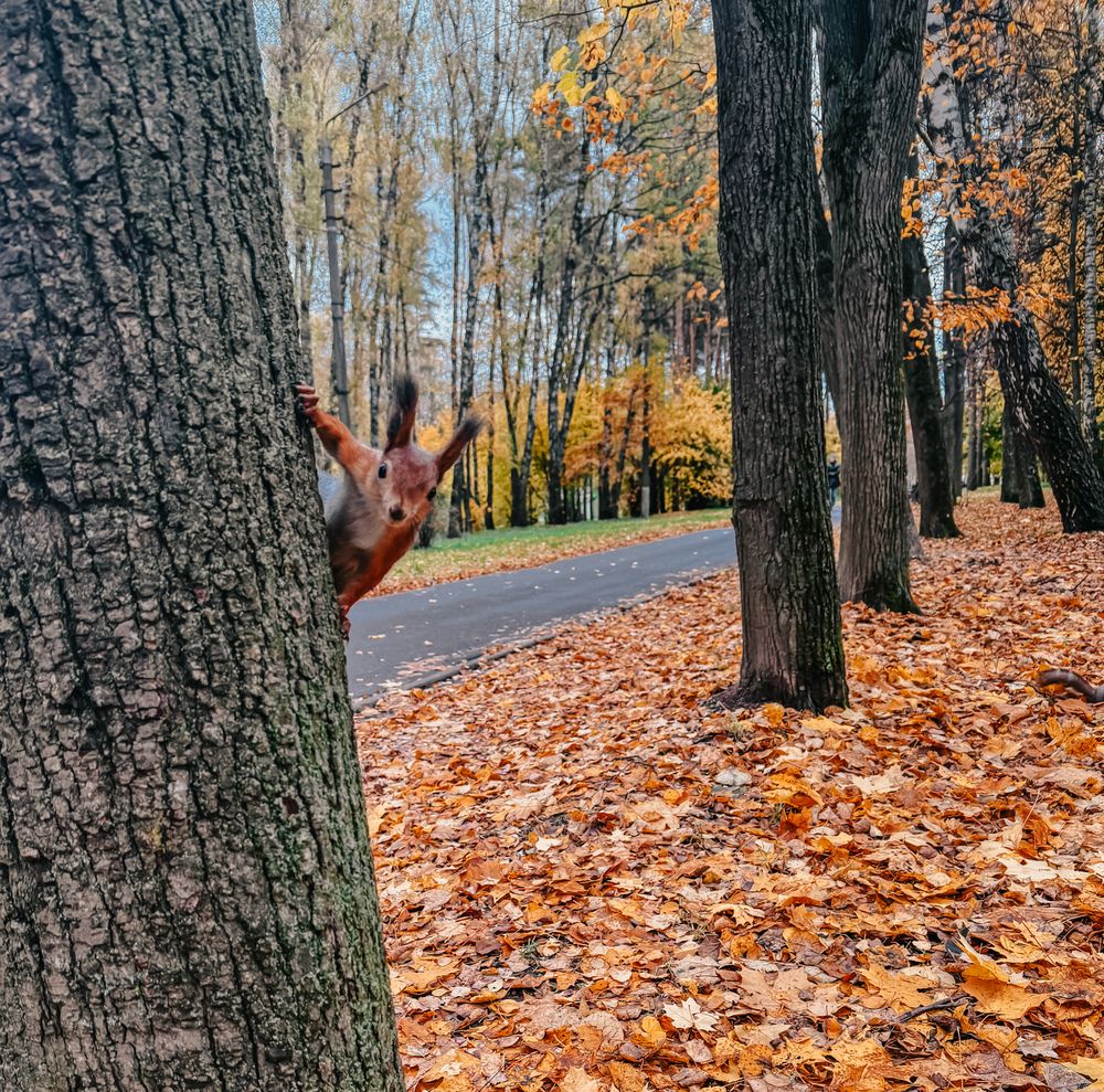 Photograph by Мария Шамина