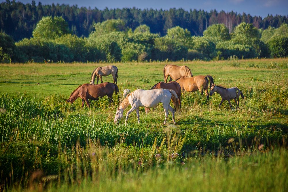 Фотография автора Алексей Трифонов