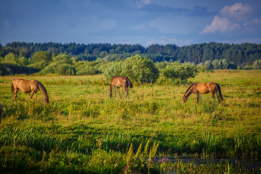 Фотография автора Алексей Трифонов