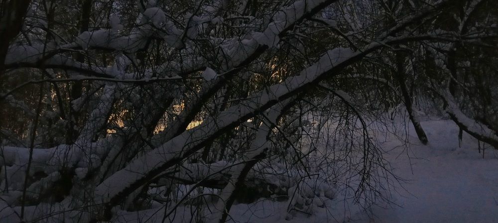 Танцующий лес