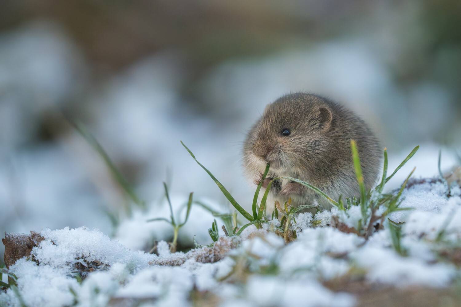 Фотография #13052398