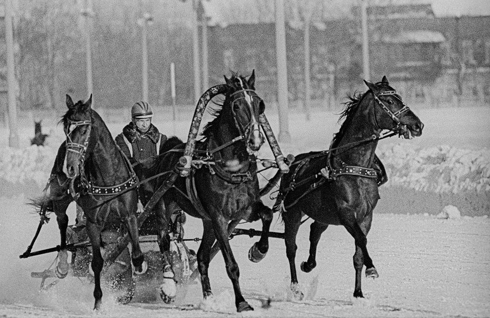 Заезд троек на ипподроме