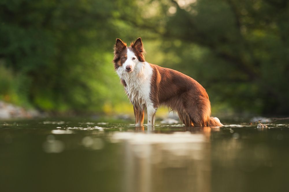 Summer at the river