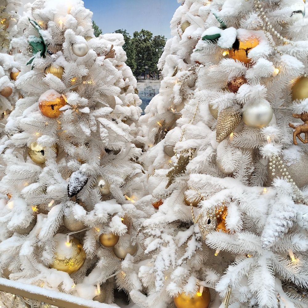 Photo #13052627