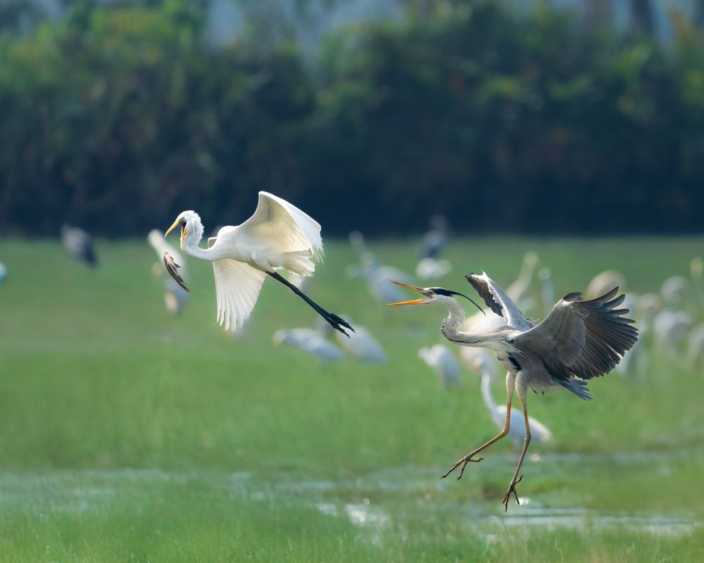 Photograph by Vipin P C