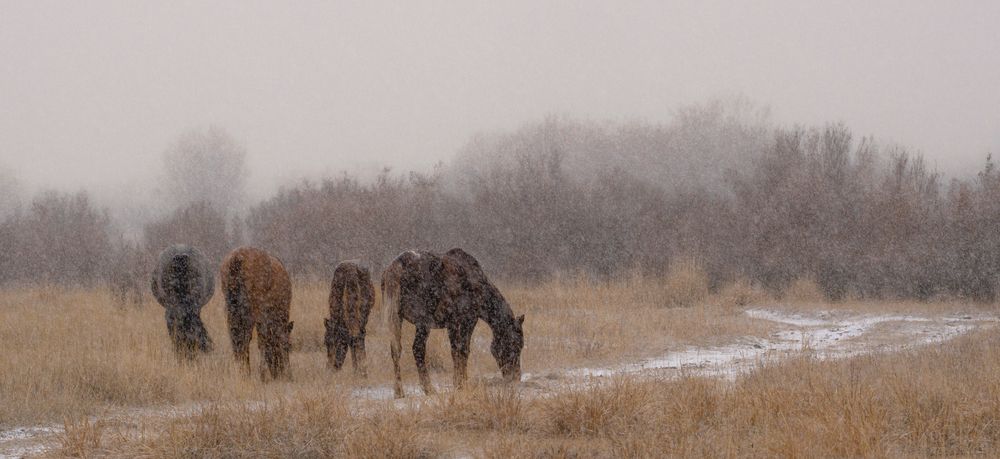 Фотография автора Оксана Андросова