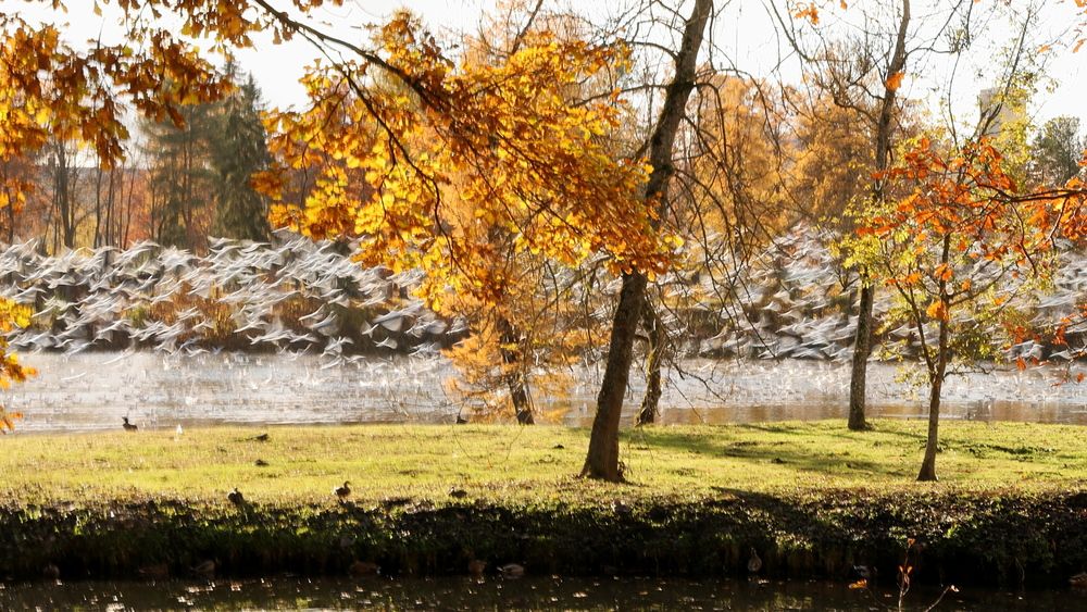 Photograph by Serge Halapin