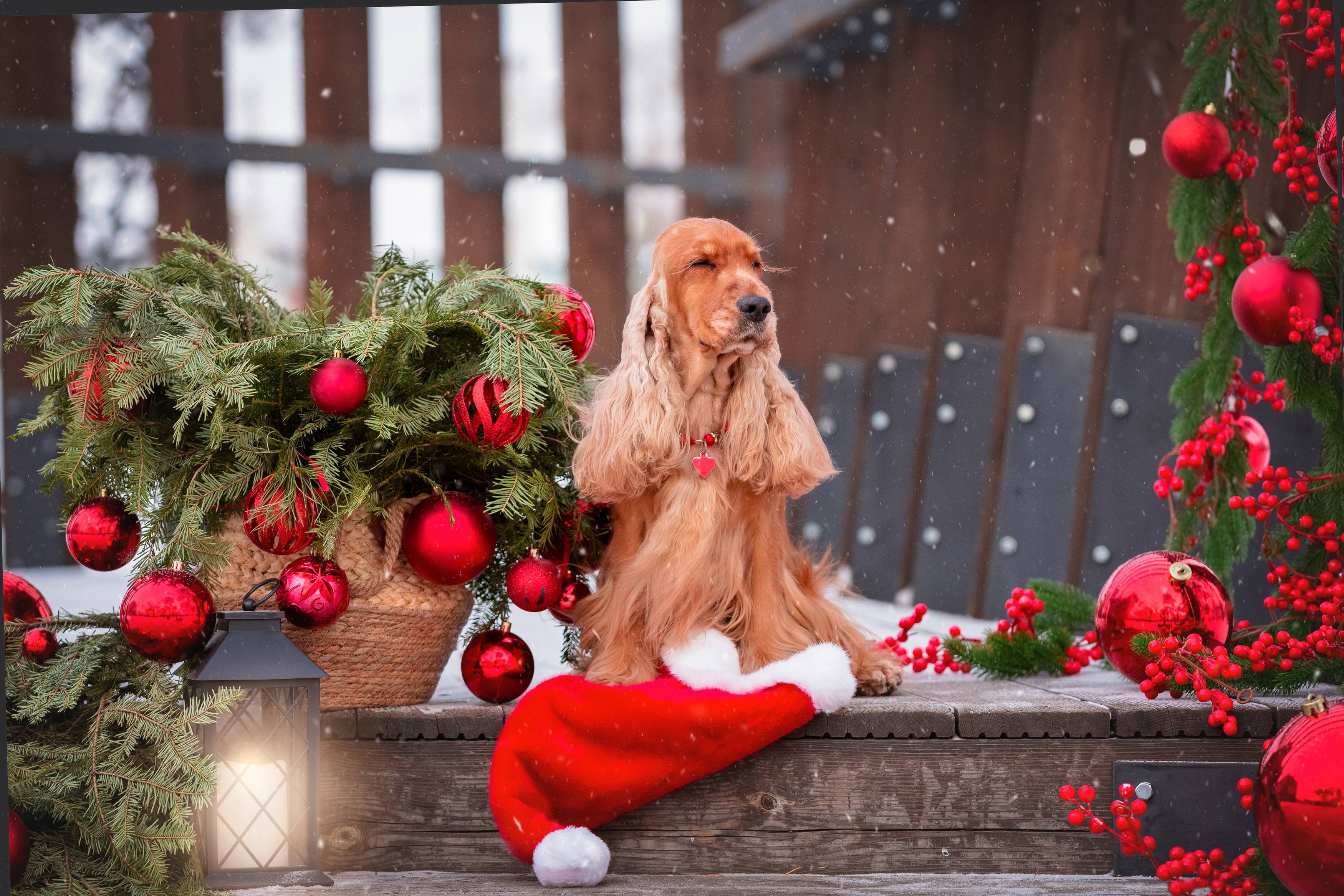 Фотография #13052970