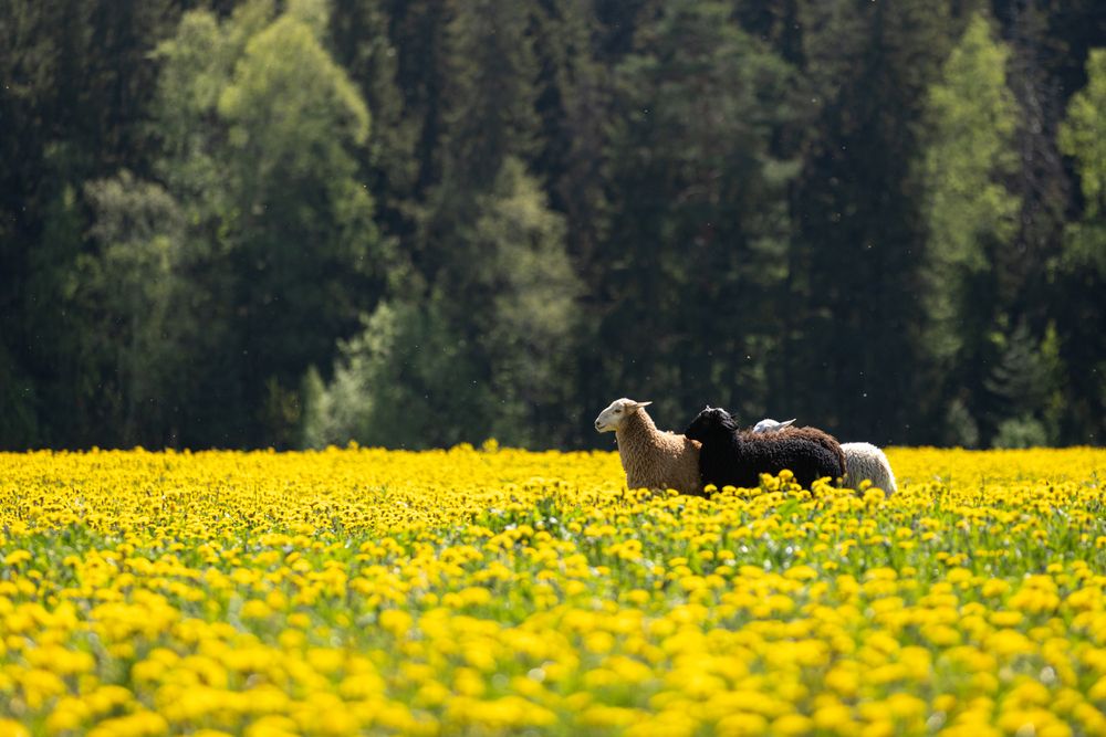 Photograph by Вера Якушева