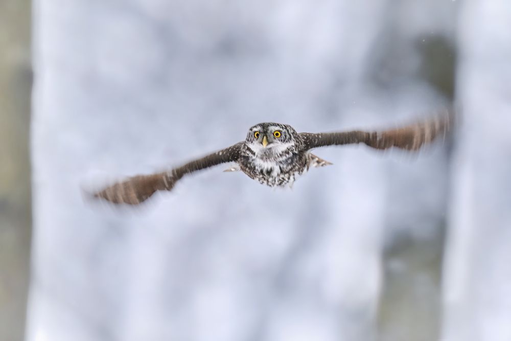 Мгновение полета