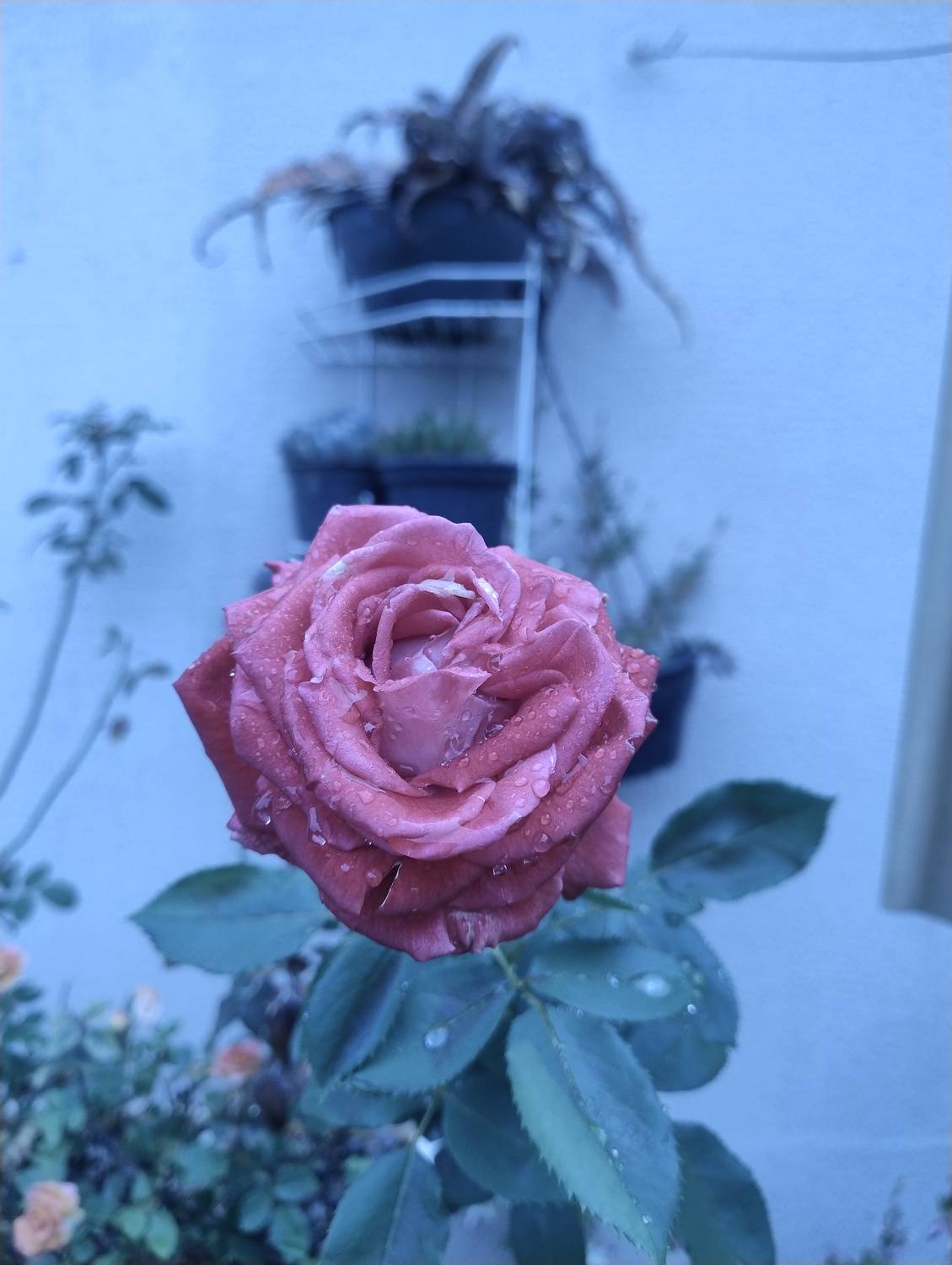 Photo #13053114