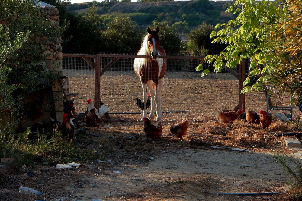 Photograph by Ernest Spiteri Gonzi