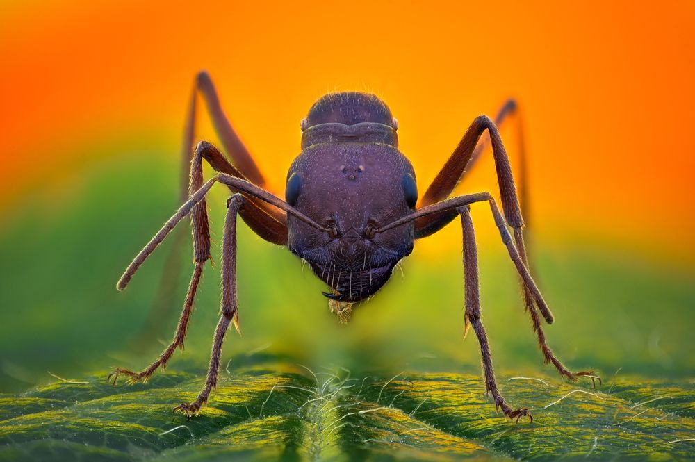 Photograph by Tsvetan Ganev