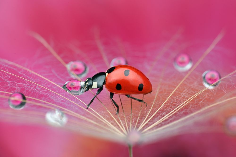 Photograph by Tsvetan Ganev