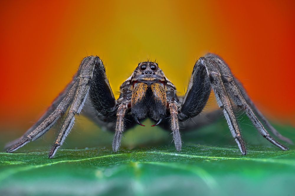 Photograph by Tsvetan Ganev