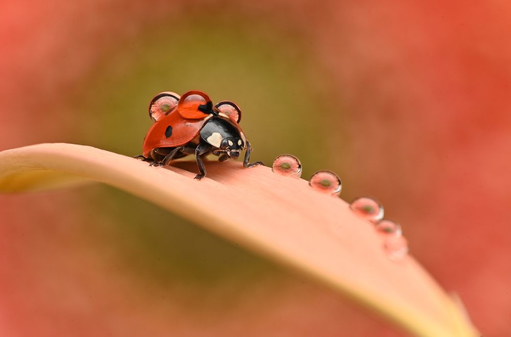 Photograph by Tsvetan Ganev