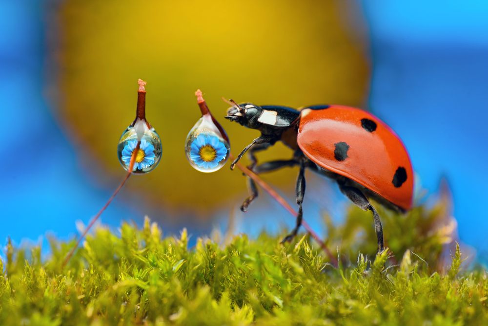Photograph by Tsvetan Ganev