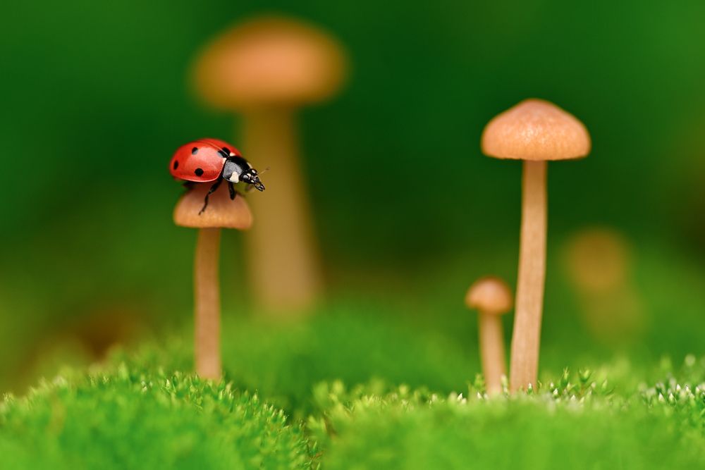 Photograph by Tsvetan Ganev
