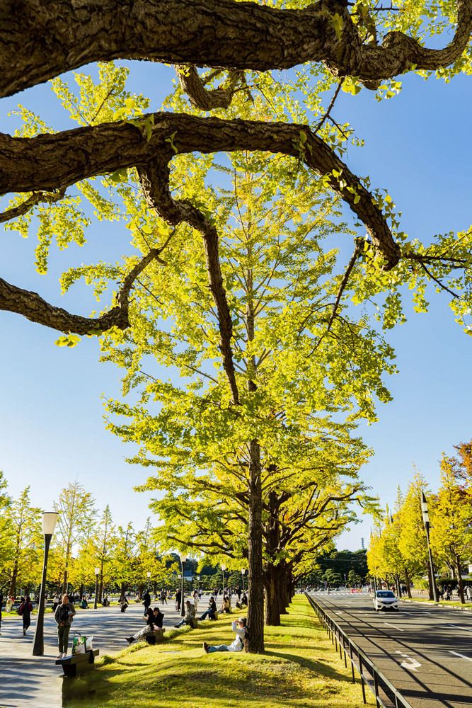 Фотография автора QUAN NGUYEN HUNG