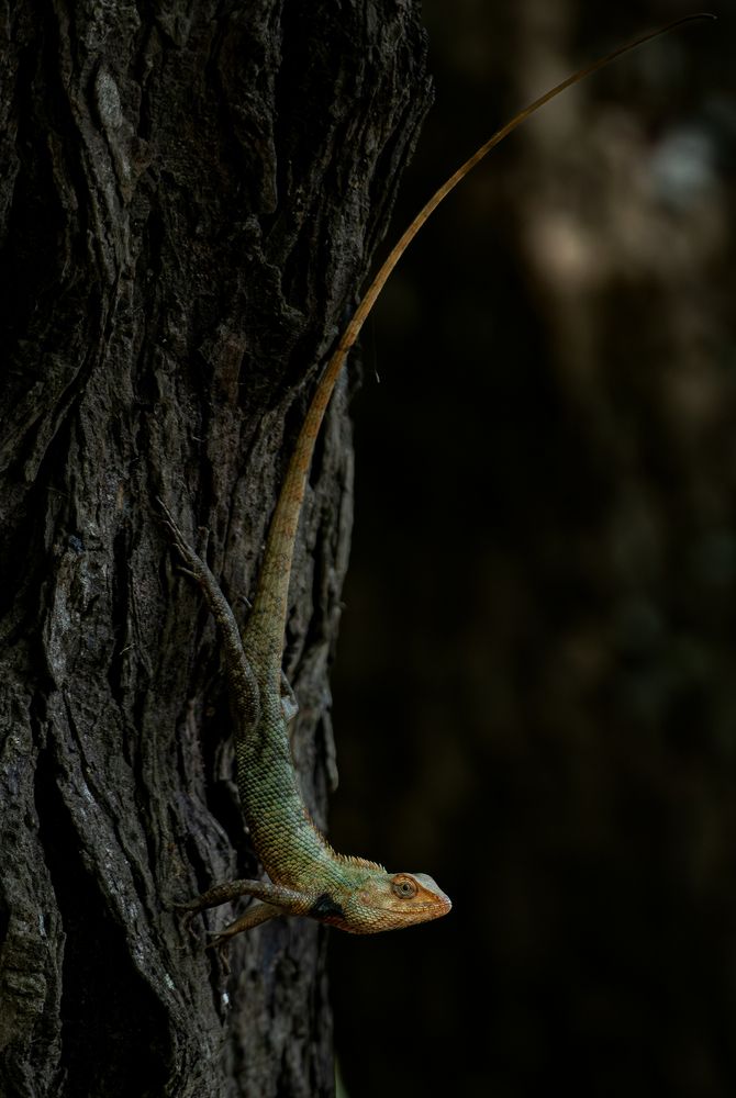 Garden Lizard