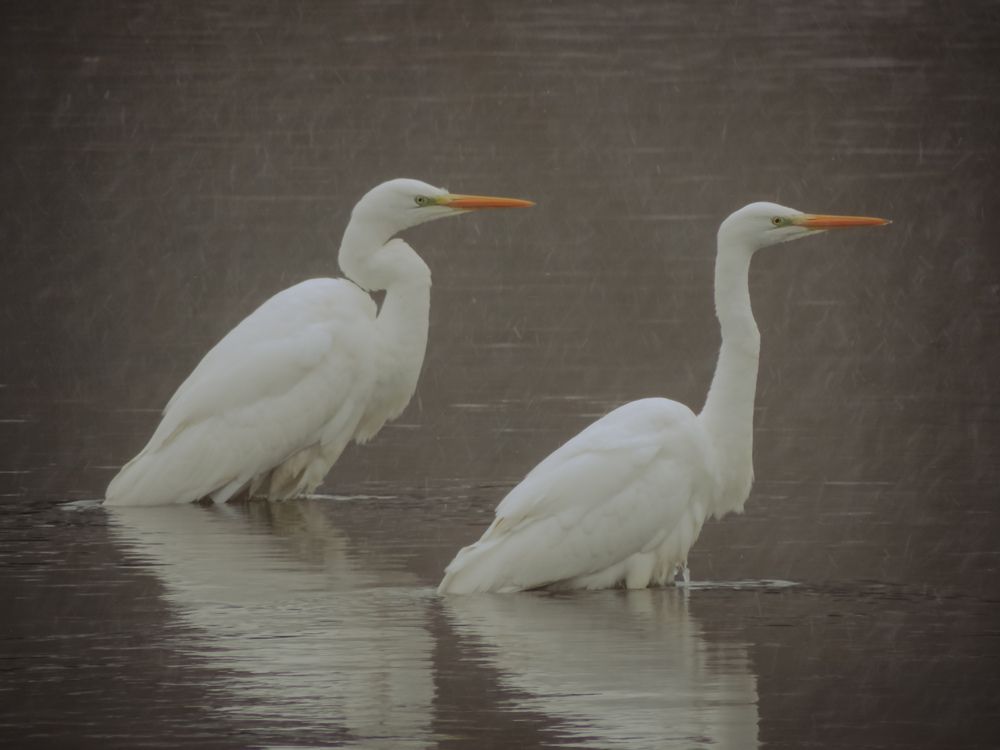 Photograph by Игорь Сухаревич