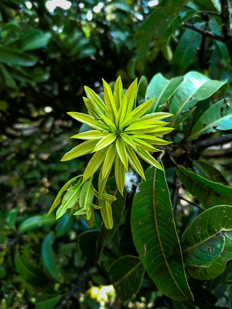 Photograph by SHRIYAKSHI