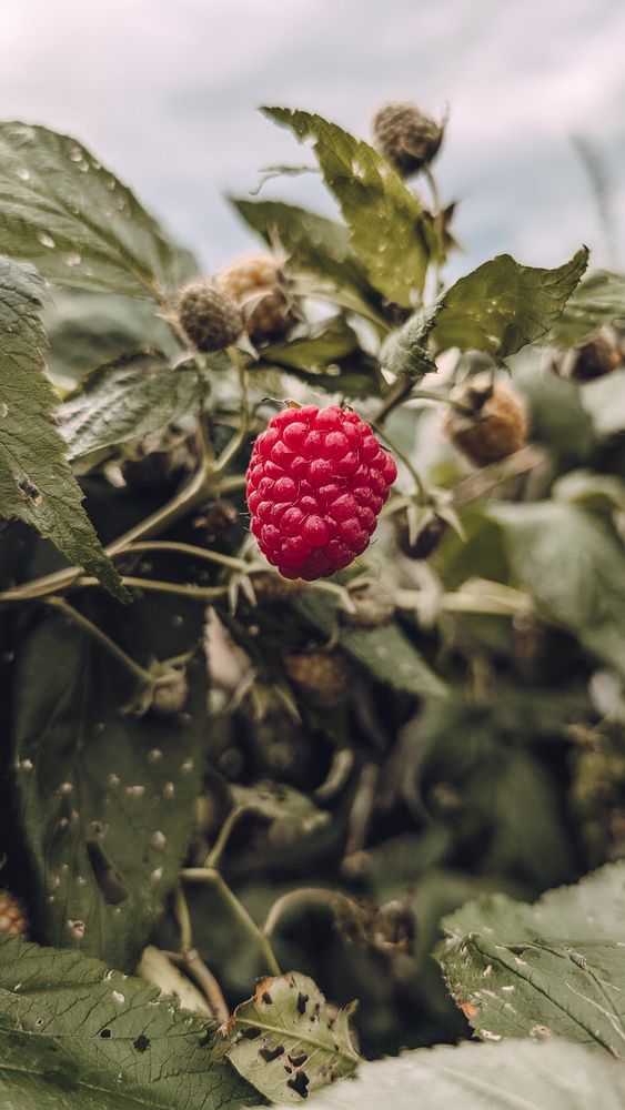 Photograph by Ирина Лузянина