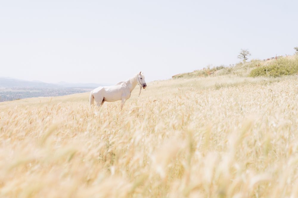 Photograph by vladimir argatev