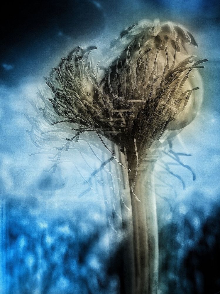 Alien Bloom