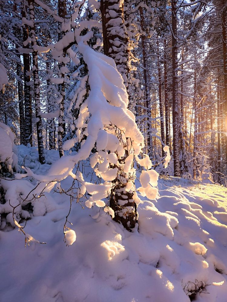 Фотография автора Inna Evseeva